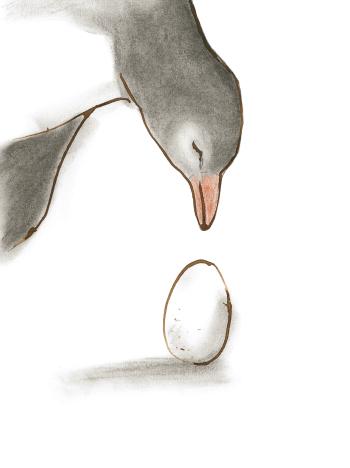 Mother penguin with an egg from Beyond which explores stillbirth.