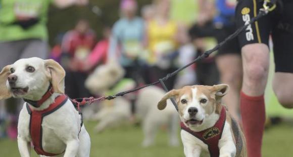 Dog Jog Ipswich. Sands