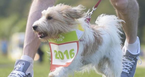 Dog Jog Coventry