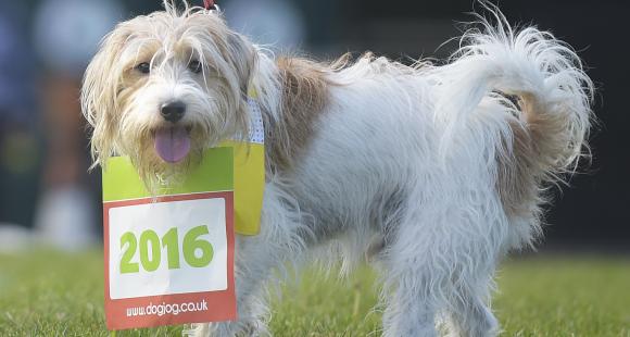 Dog Jog Brighton