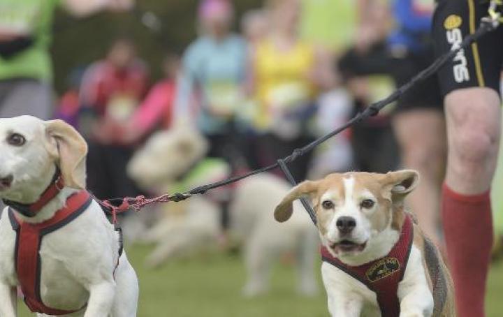 Dog Jog Ipswich. Sands