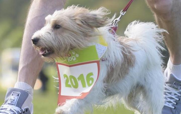 Dog Jog Coventry